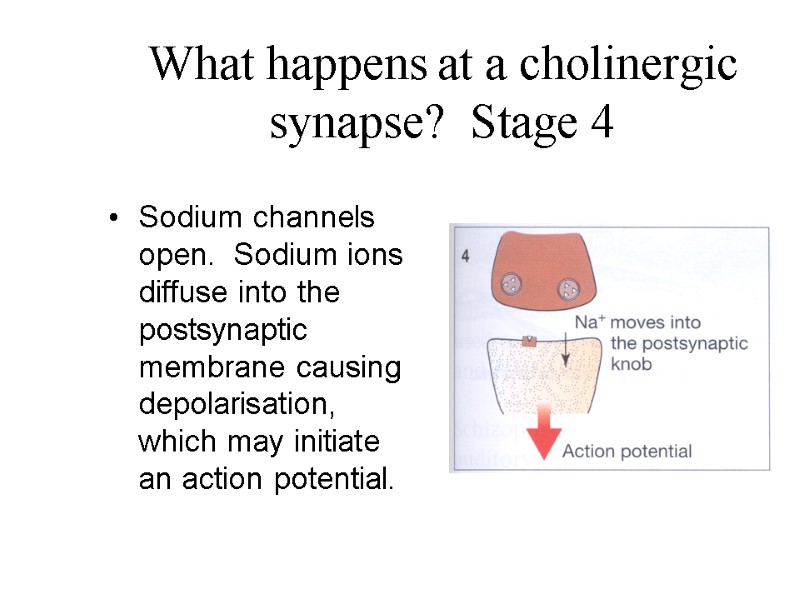 What happens at a cholinergic synapse?  Stage 4 Sodium channels open.  Sodium